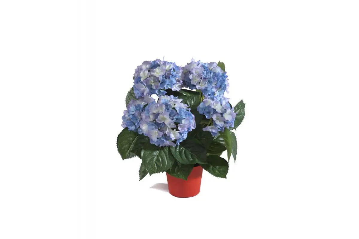 Купить Гортензия куст темно-голубой в горшке от 3260р. товаров для дачи и  сада| Горшечные растения и кусты
