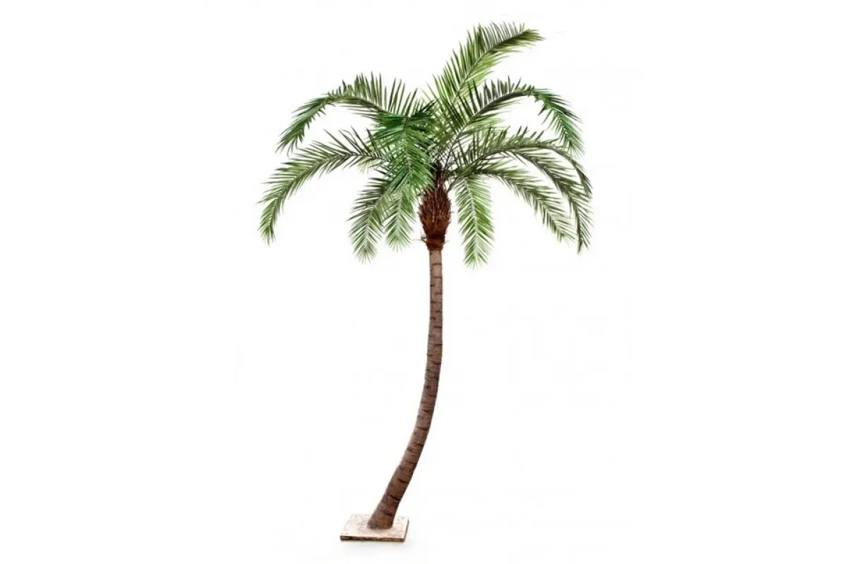 Растение как пальма для дачи (37 фото)