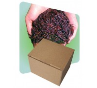 Стартовый набор червей для начала работы вашего вермикомпостера