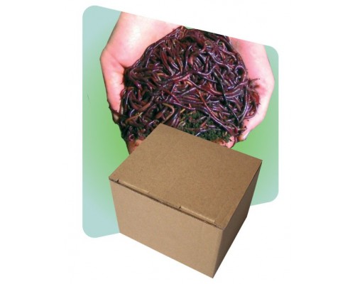 заказать Стартовый набор червей для начала работы вашего вермикомпостера