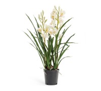 Орхидея цимбидиум белая куст в кашпо 2 ветки