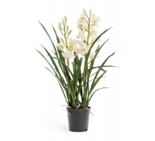 Орхидея цимбидиум белая куст в кашпо 2 ветки