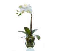 Орхидея фаленопсис белая с мхом, корнями, землей 40 см