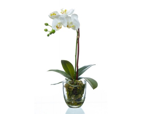 получить Орхидея фаленопсис белая с мхом, корнями, землей 40 см