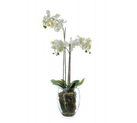 Орхидея фаленопсис белая с мхом, корнями, землей 85 см
