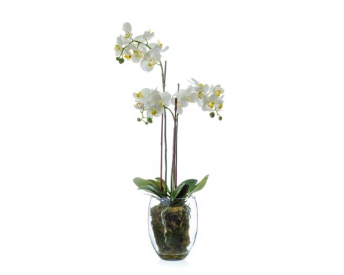 заказать Орхидея фаленопсис белая с мхом, корнями, землей 85 см