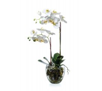 Орхидея фаленопсис белая с мхом, корнями, землей 60 см