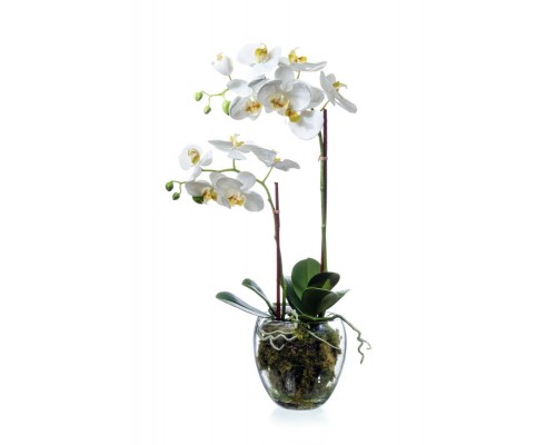 купить Орхидея фаленопсис белая с мхом, корнями, землей 60 см