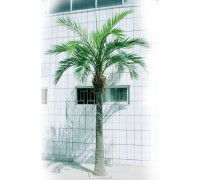 Финиковая пальма гигантская 480 см