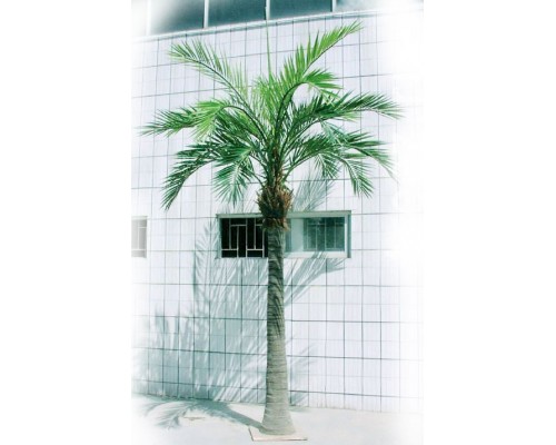 доставка Финиковая пальма гигантская 480 см