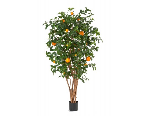 купить Апельсиновое дерево с плодами
