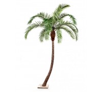 Финиковая пальма гигантская изогнутая 330 см