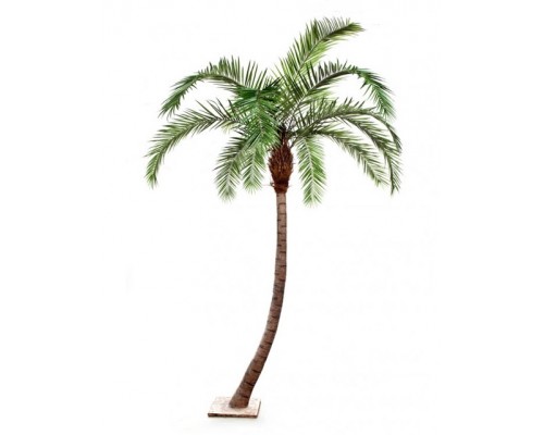 доставка Финиковая пальма гигантская изогнутая 390 см