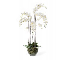 Орхидея фаленопсис белая с мхом, корнями, землей 150 см
