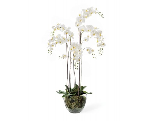 заказать Орхидея фаленопсис белая с мхом, корнями, землей 150 см